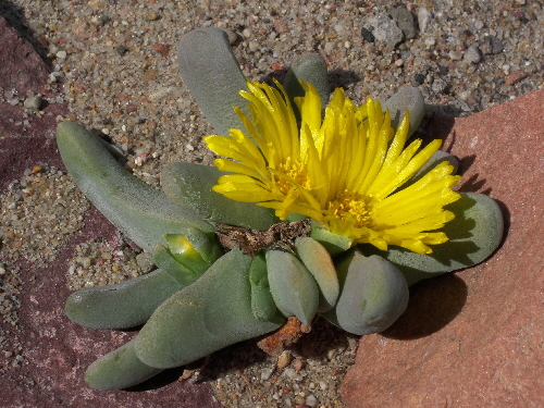 glottiphyllum oligocarpum